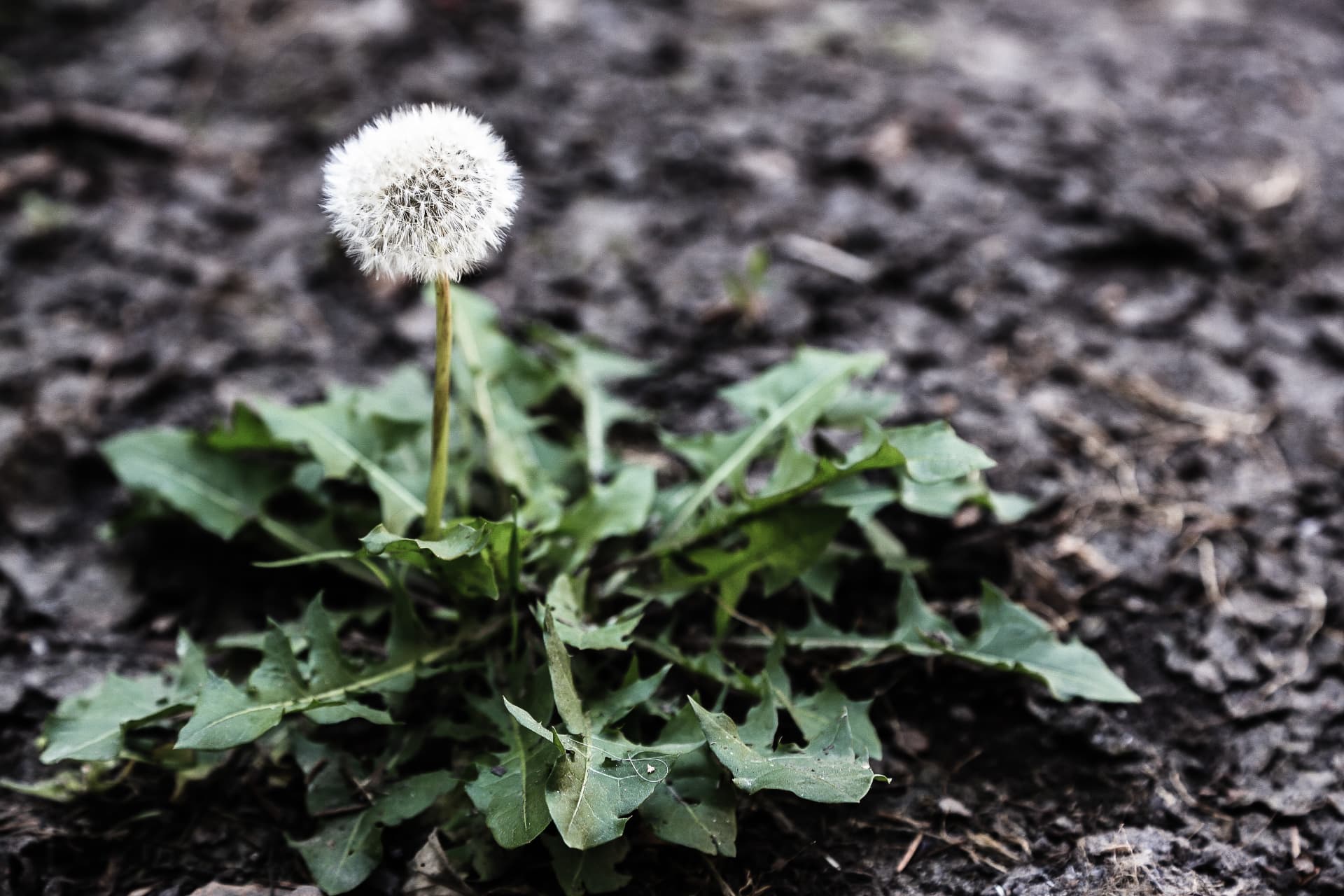 A dandelion gone to seed in bare garden soil, a single weed about to scatter seeds across the bed.