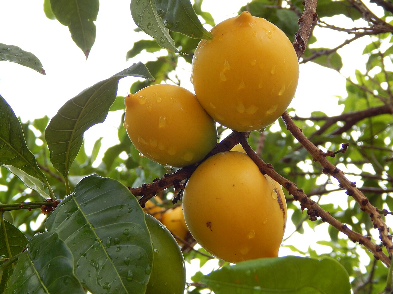 Abiu, Pouteria caimito