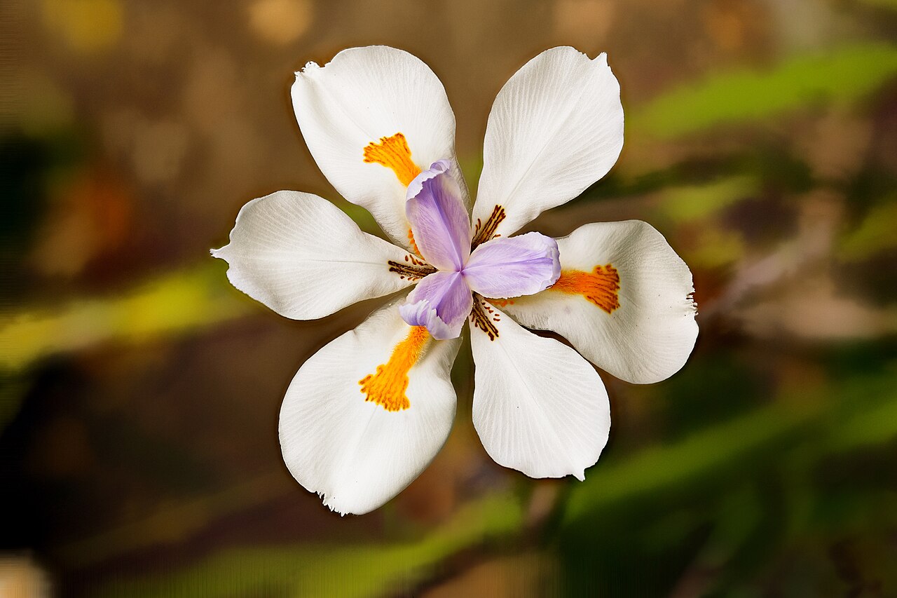 African Iris