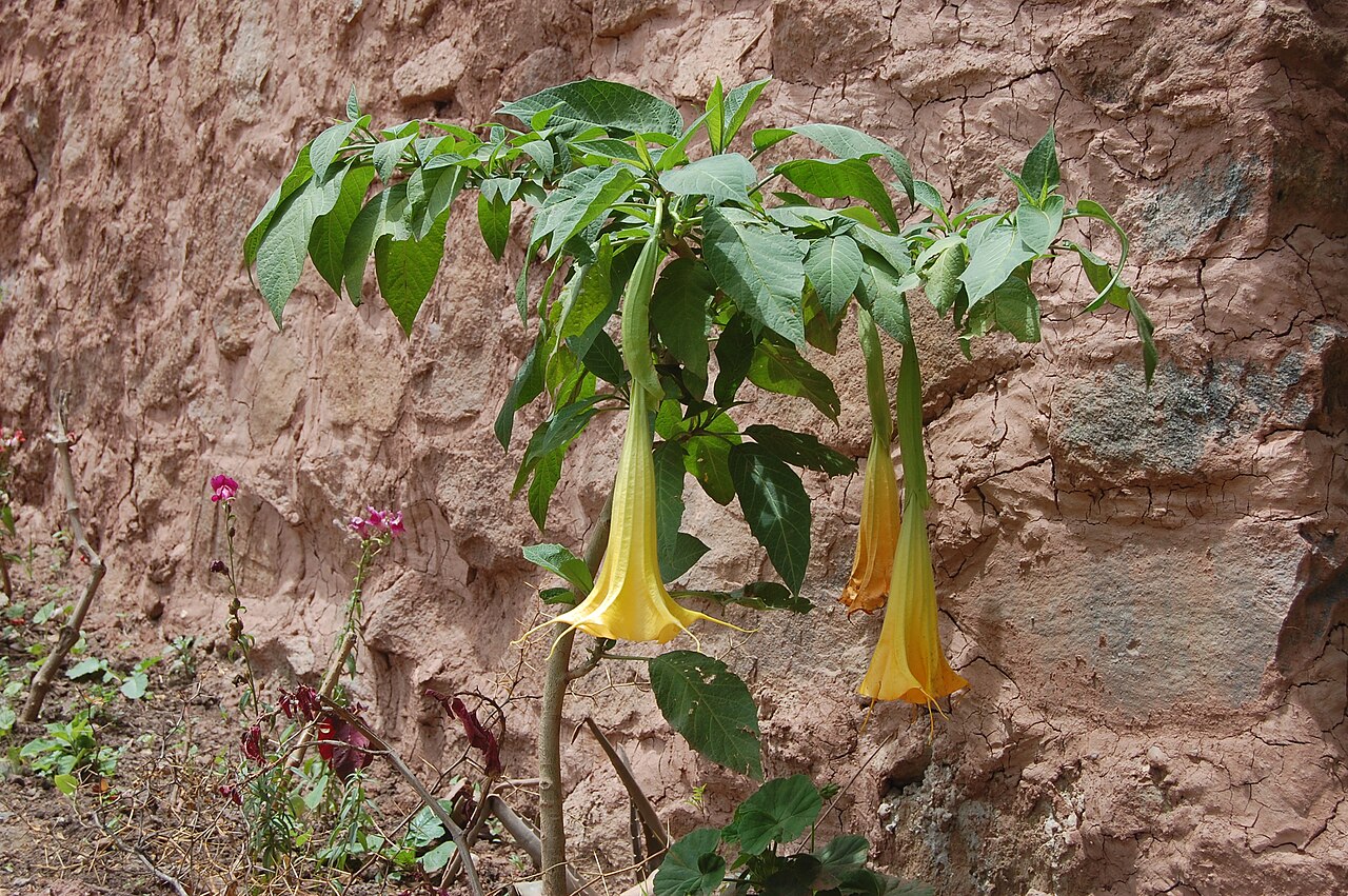 Angel's Trumpet (Brugmansia)