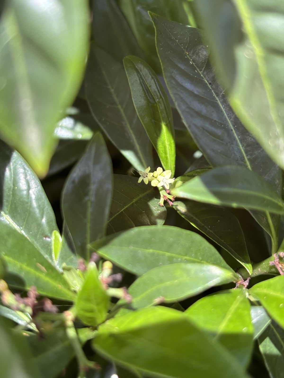 Bahama Coffee additional photo