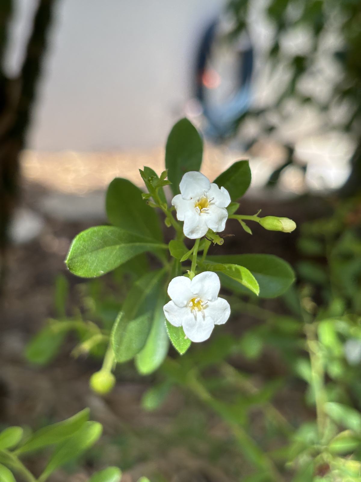 Bahama Strongbark additional photo