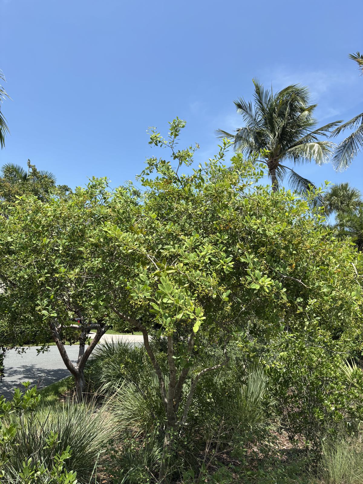 Bahama Strongbark, Bourreria succulenta