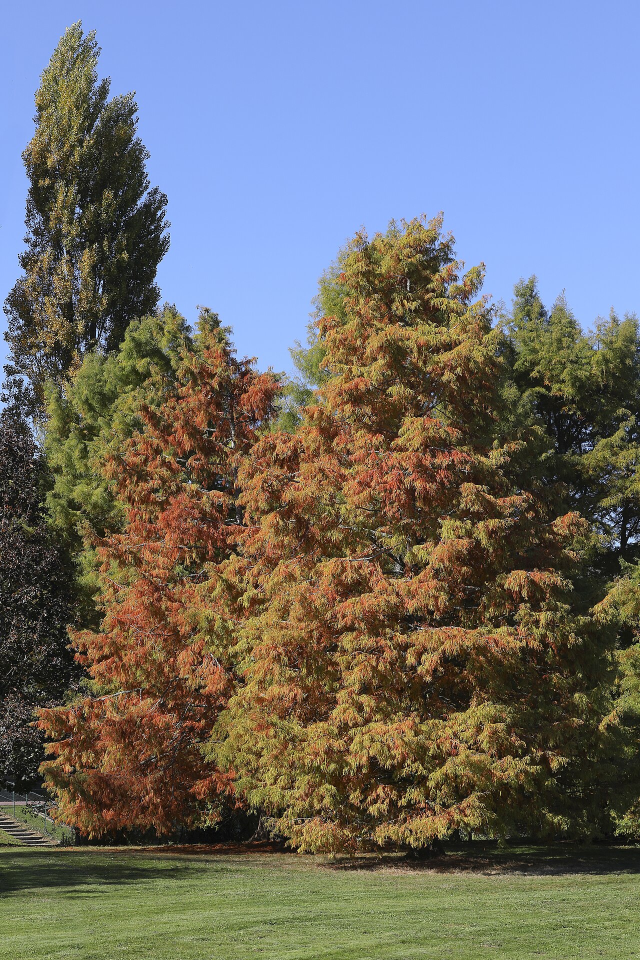 Bald Cypress, Taxodium distichum