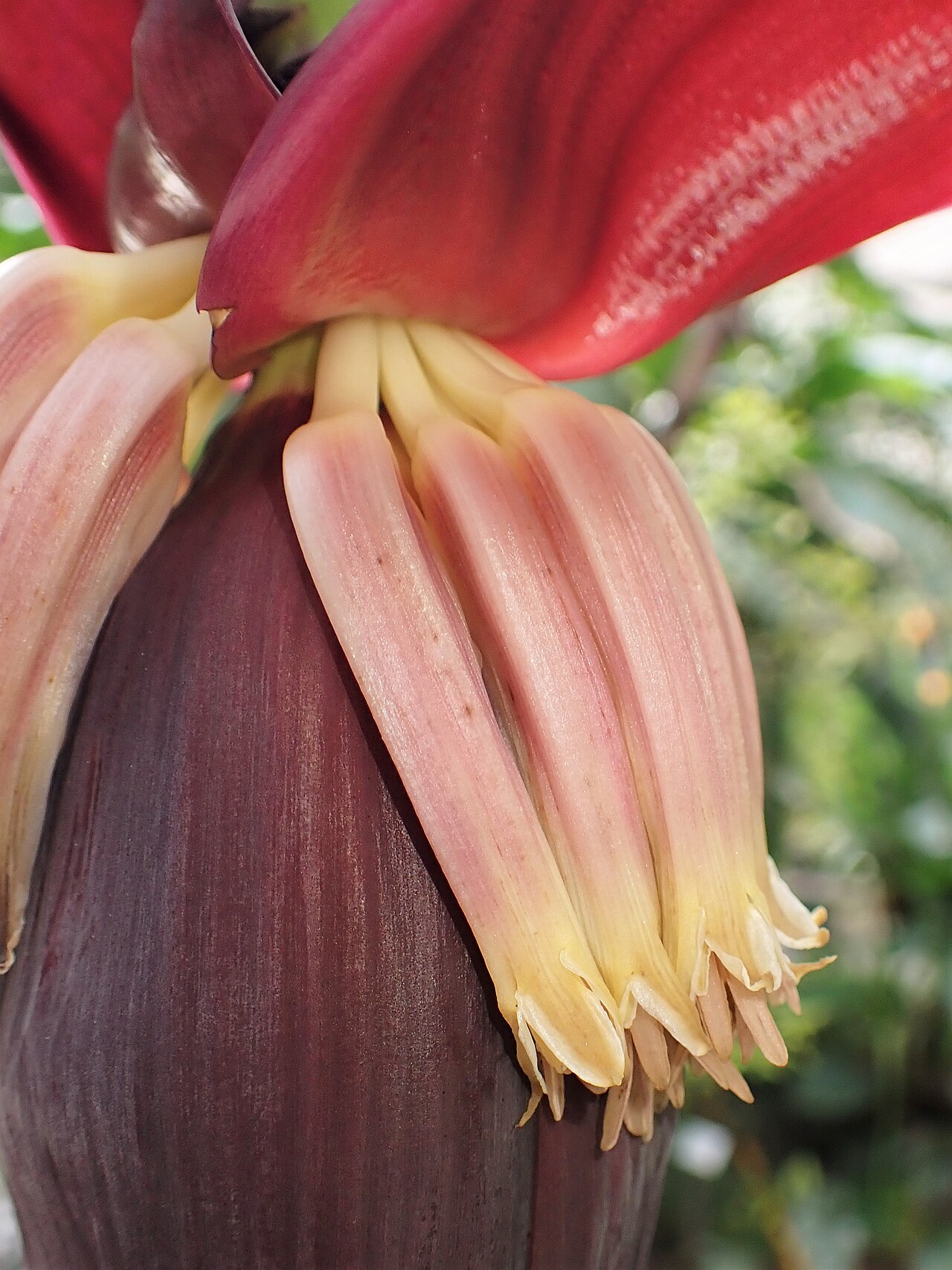 Banana, Musa acuminata