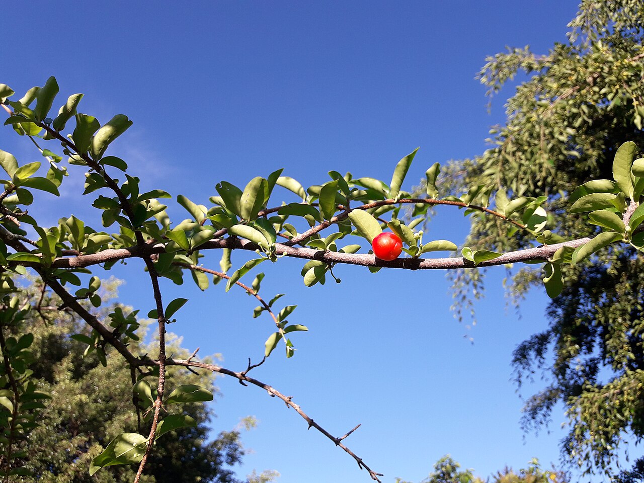 Barbados Cherry (Acerola) (Malpighia emarginata)