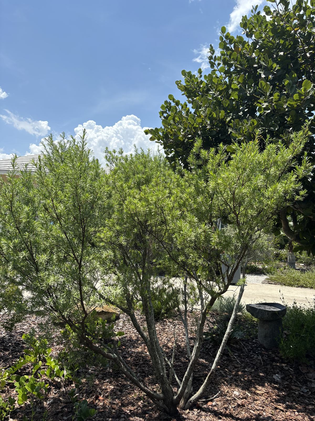Bay Cedar, Suriana maritima