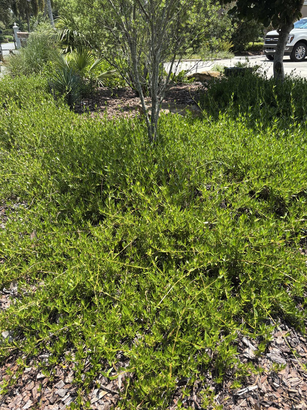 Beach Creeper (Ernodea littoralis)