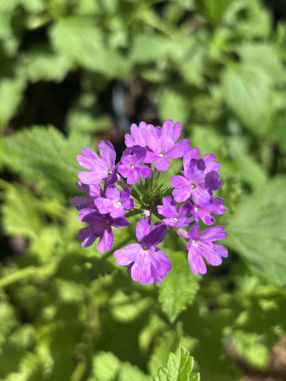Beach Verbena