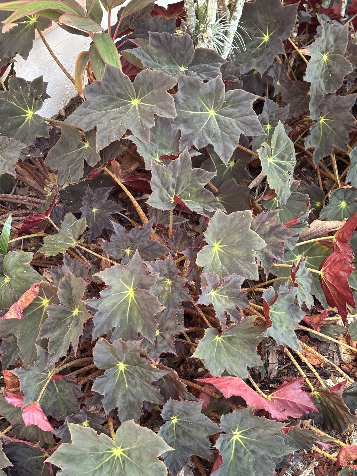Begonia 'Joe Hayden'