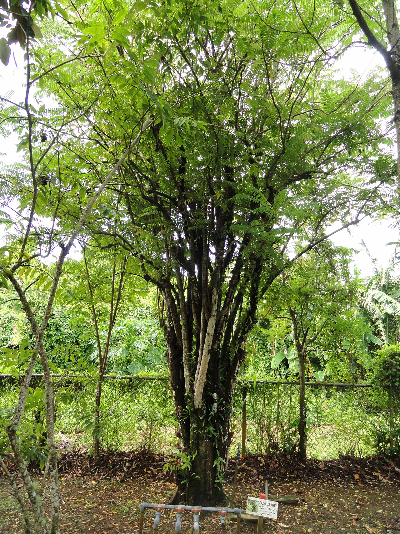 Bilimbi, Averrhoa bilimbi