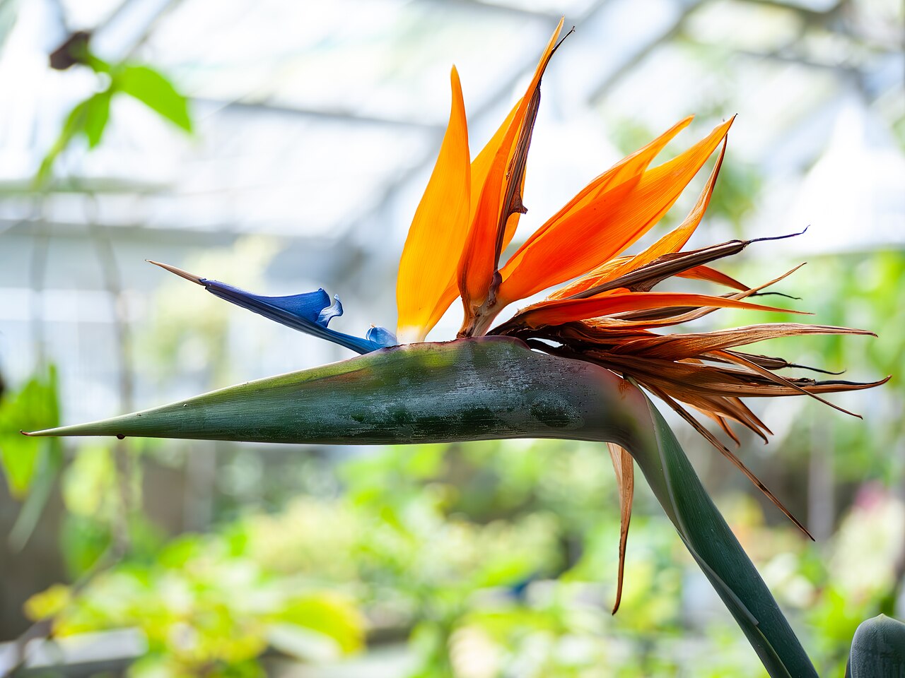 Bird of Paradise (orange)