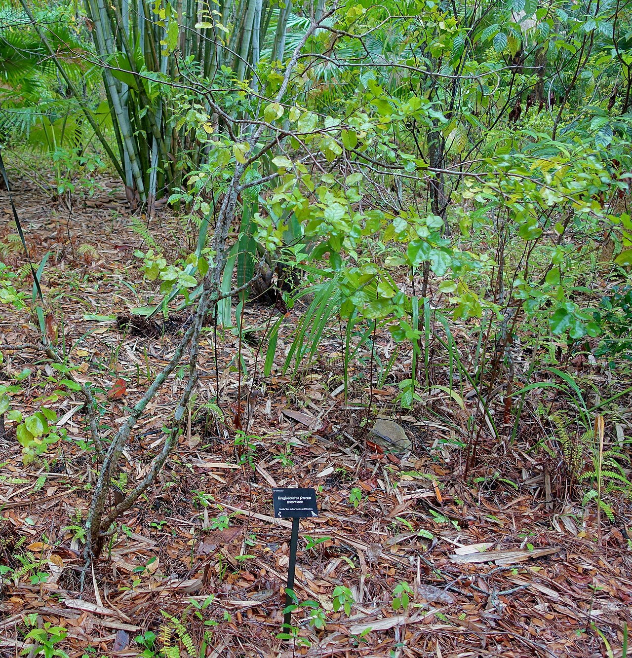 Black Ironwood, Krugiodendron ferreum