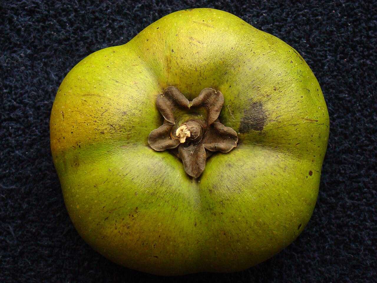 Black Sapote, Diospyros nigra