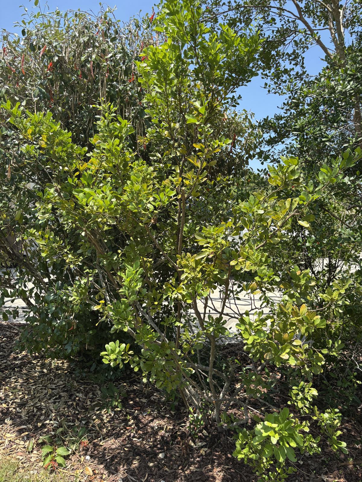 Blackbead, Pithecellobium keyense
