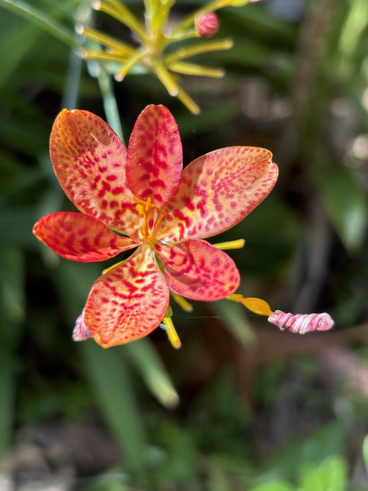 Blackberry Lily additional photo