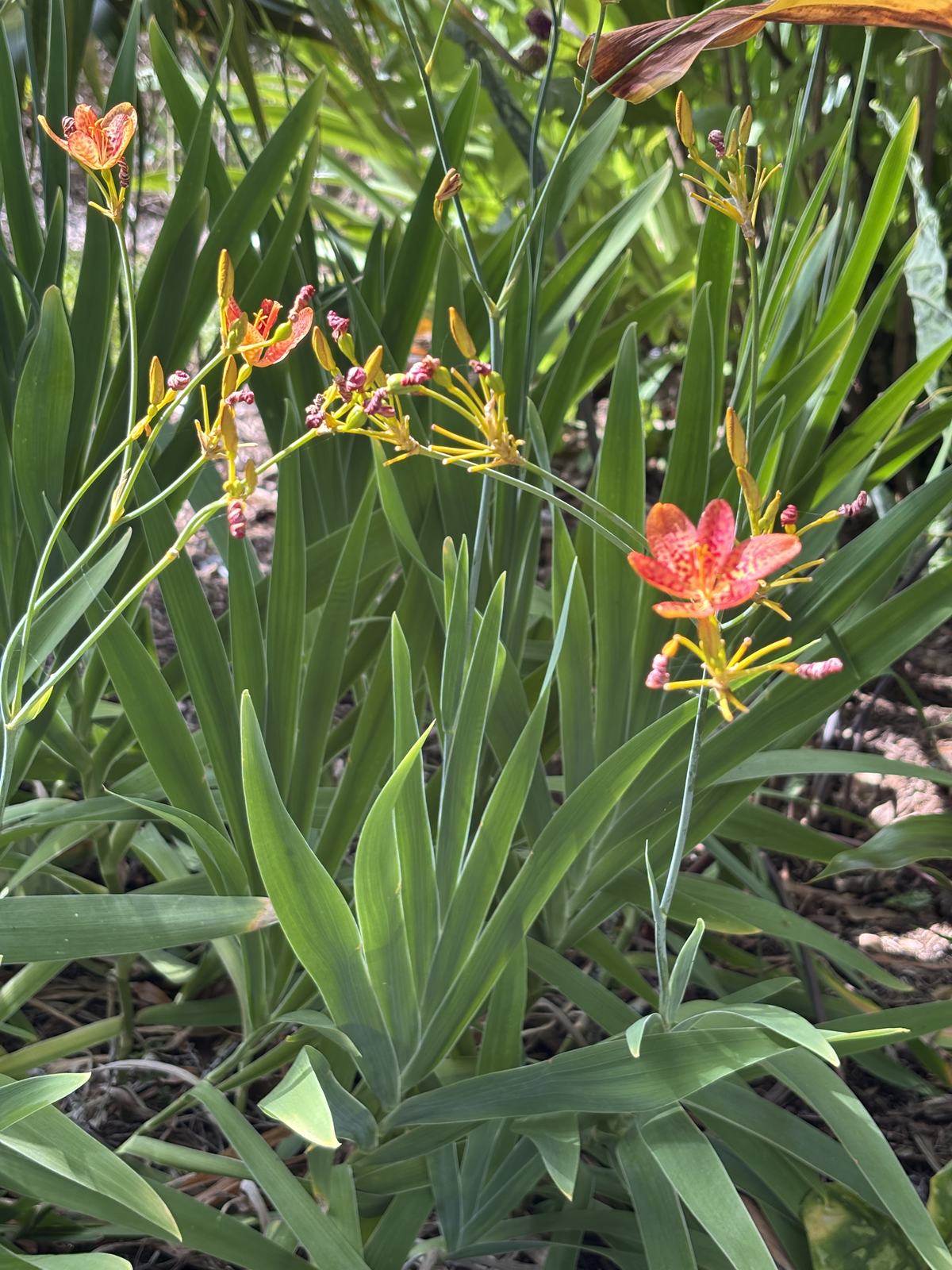 Blackberry Lily