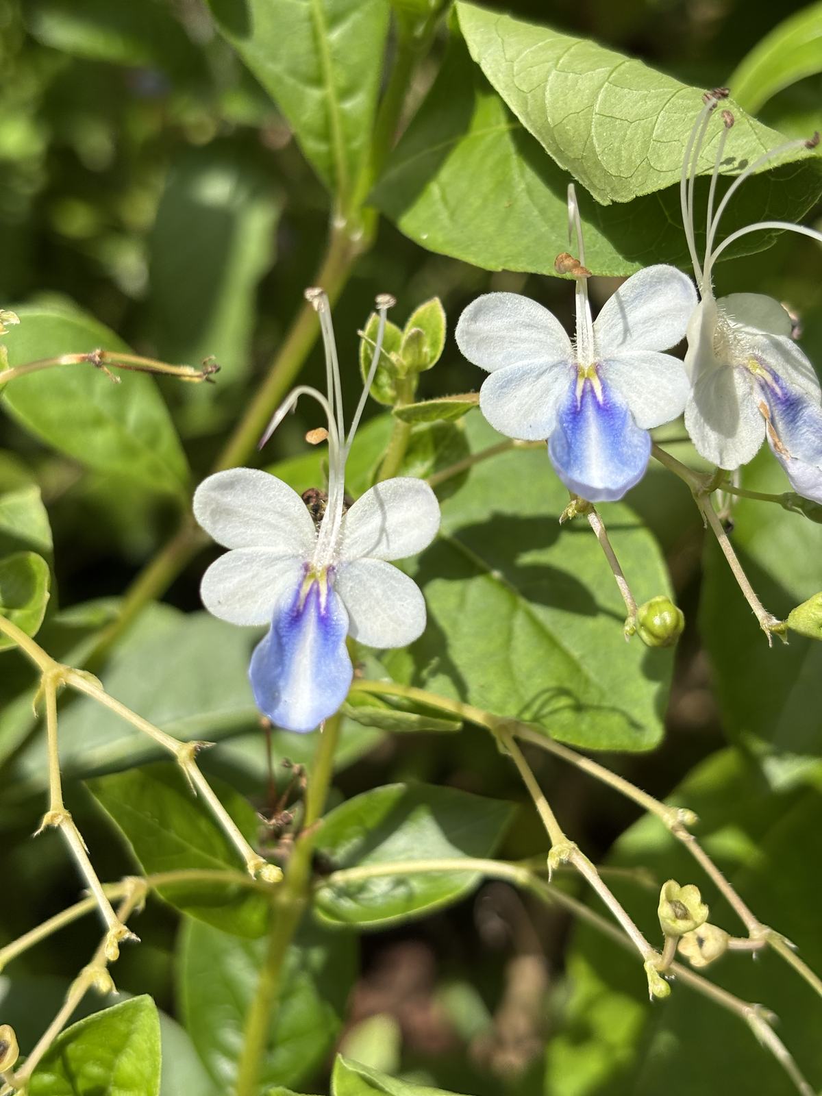 Blue Butterfly Clerodendrum