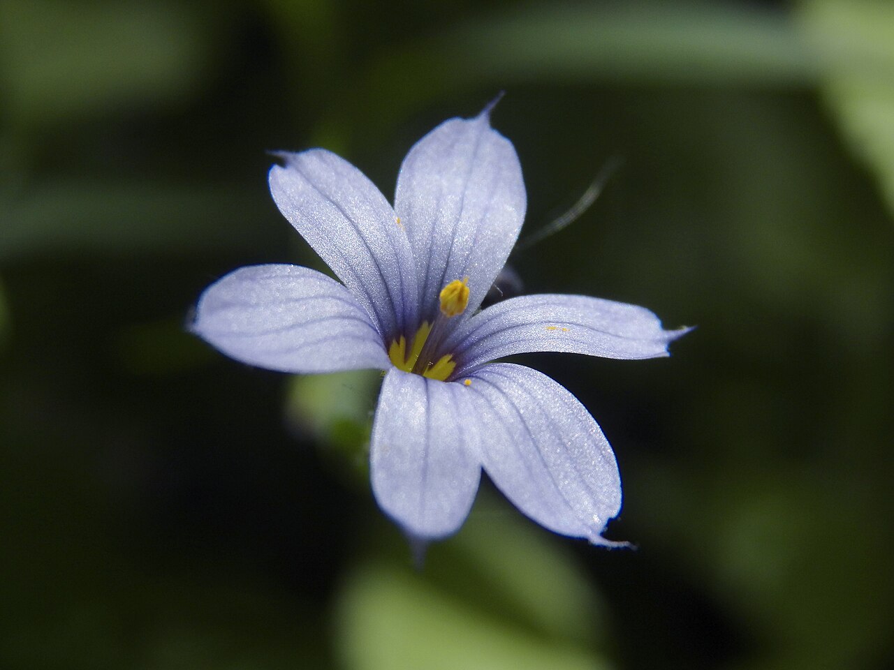 Blue-Eyed Grass