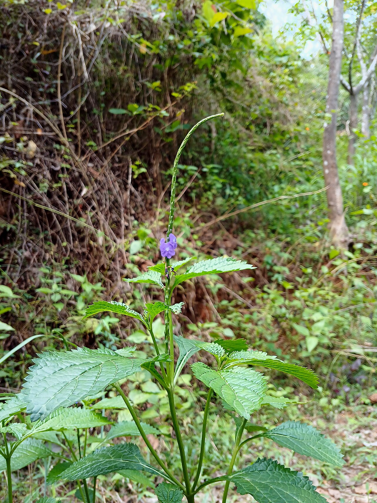 Blue Porterweed