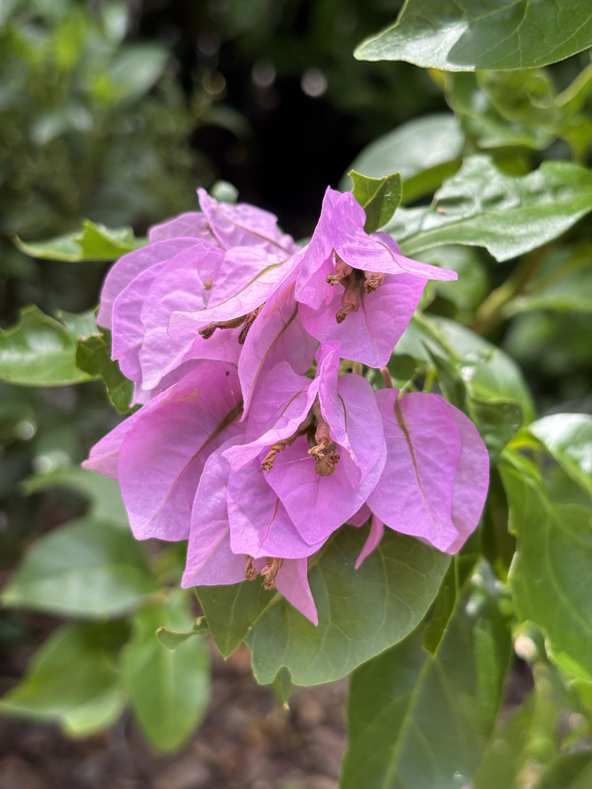 Bougainvillea arborea additional photo