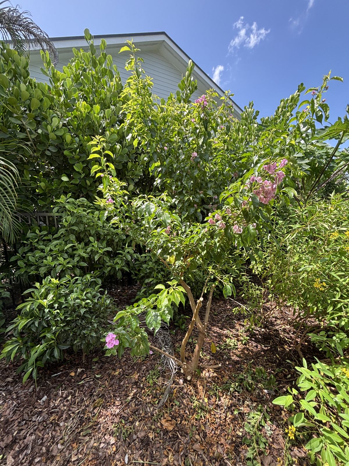 Bougainvillea arborea