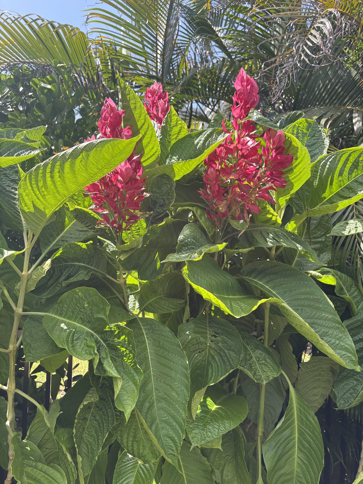 Brazilian Red Cloak