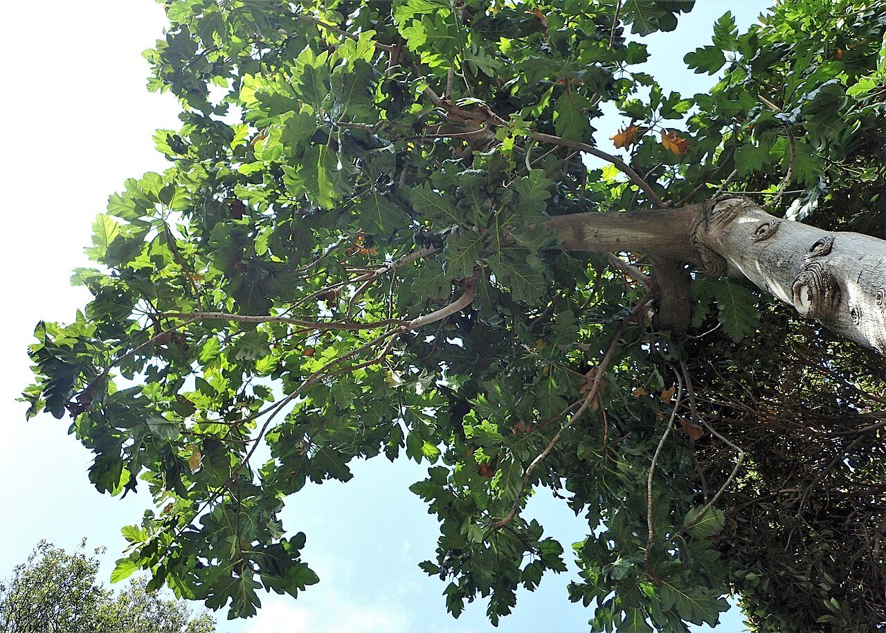 Breadfruit, Artocarpus altilis