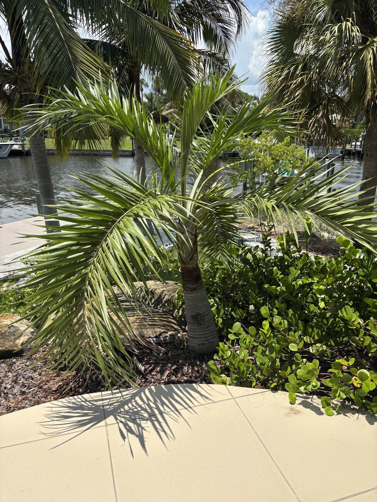 Buccaneer Palm (Pseudophoenix sargentii)