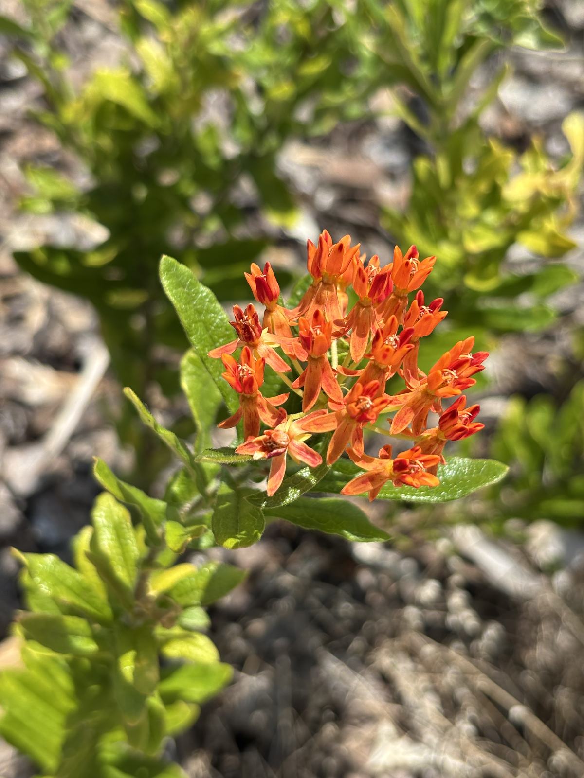 Butterfly Weed (Asclepias tuberosa)
