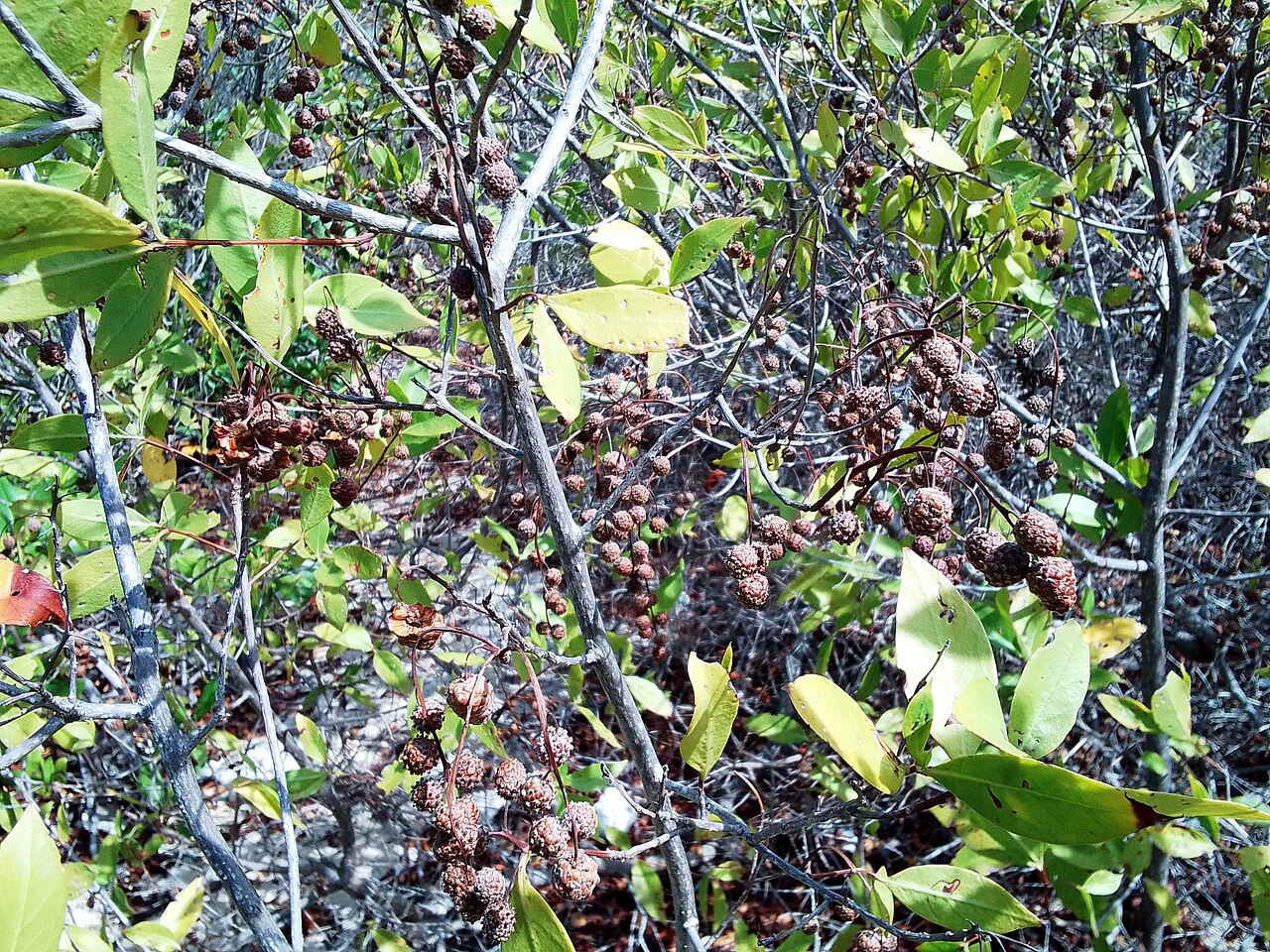Buttonwood, Conocarpus erectus