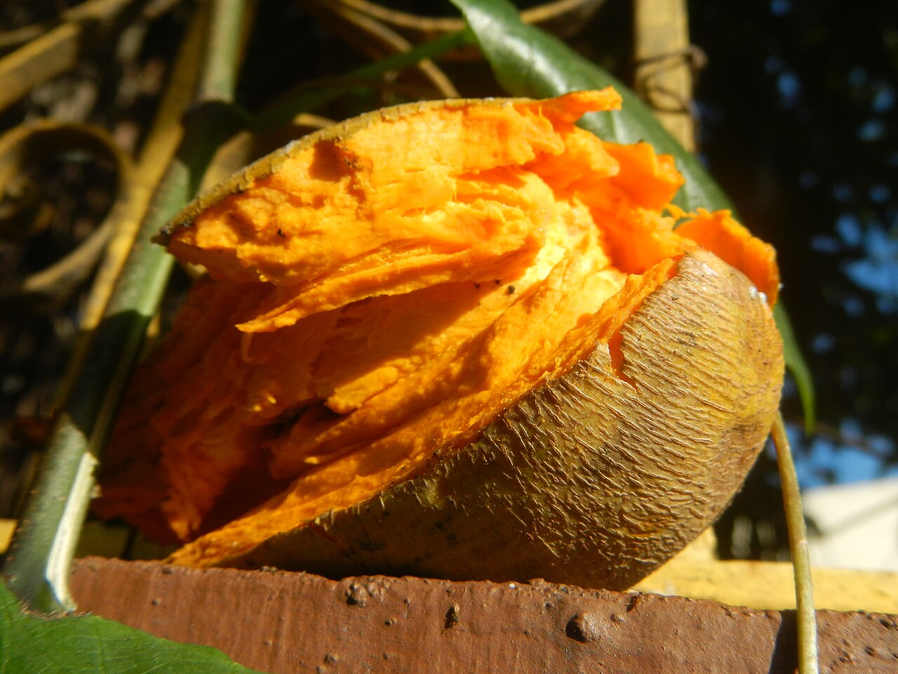 Canistel (Eggfruit), Pouteria campechiana