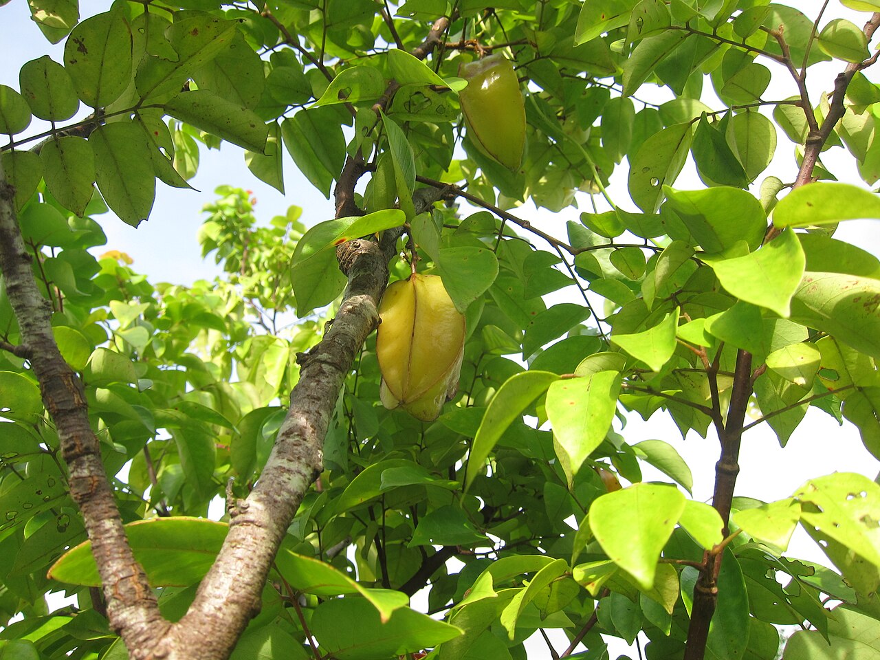 Carambola (Starfruit), Averrhoa carambola