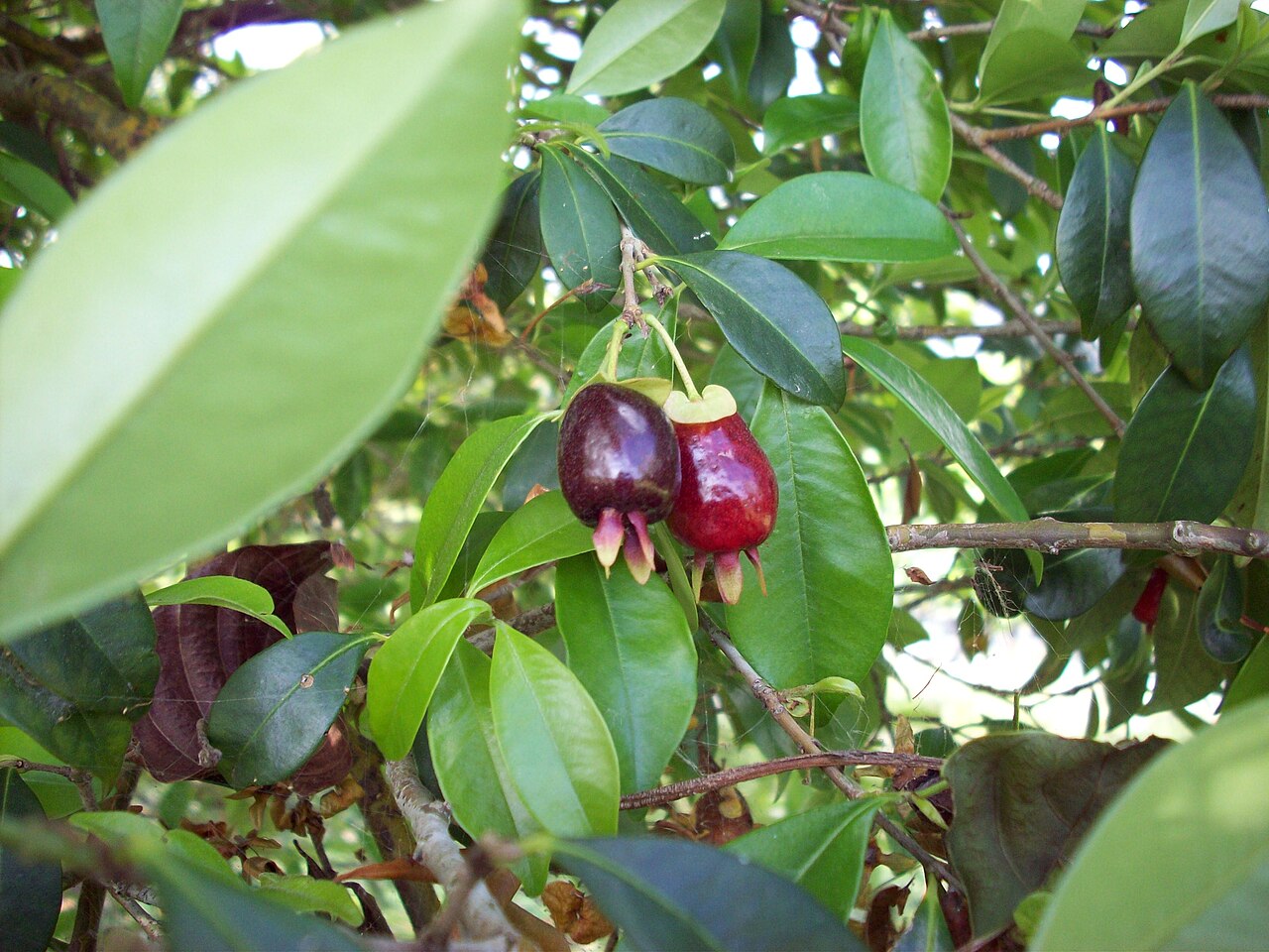 Cherry of the Rio Grande, Eugenia involucrata