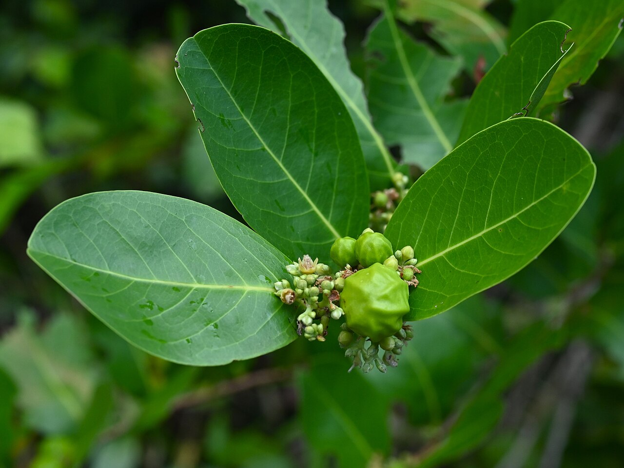 Cocoplum, Chrysobalanus icaco