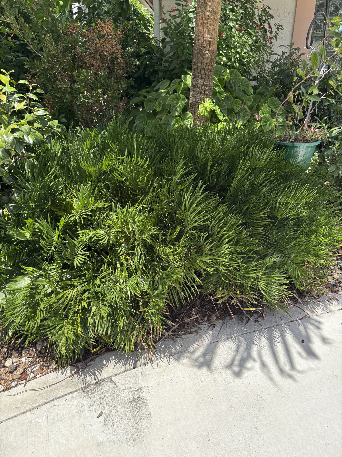 Coontie