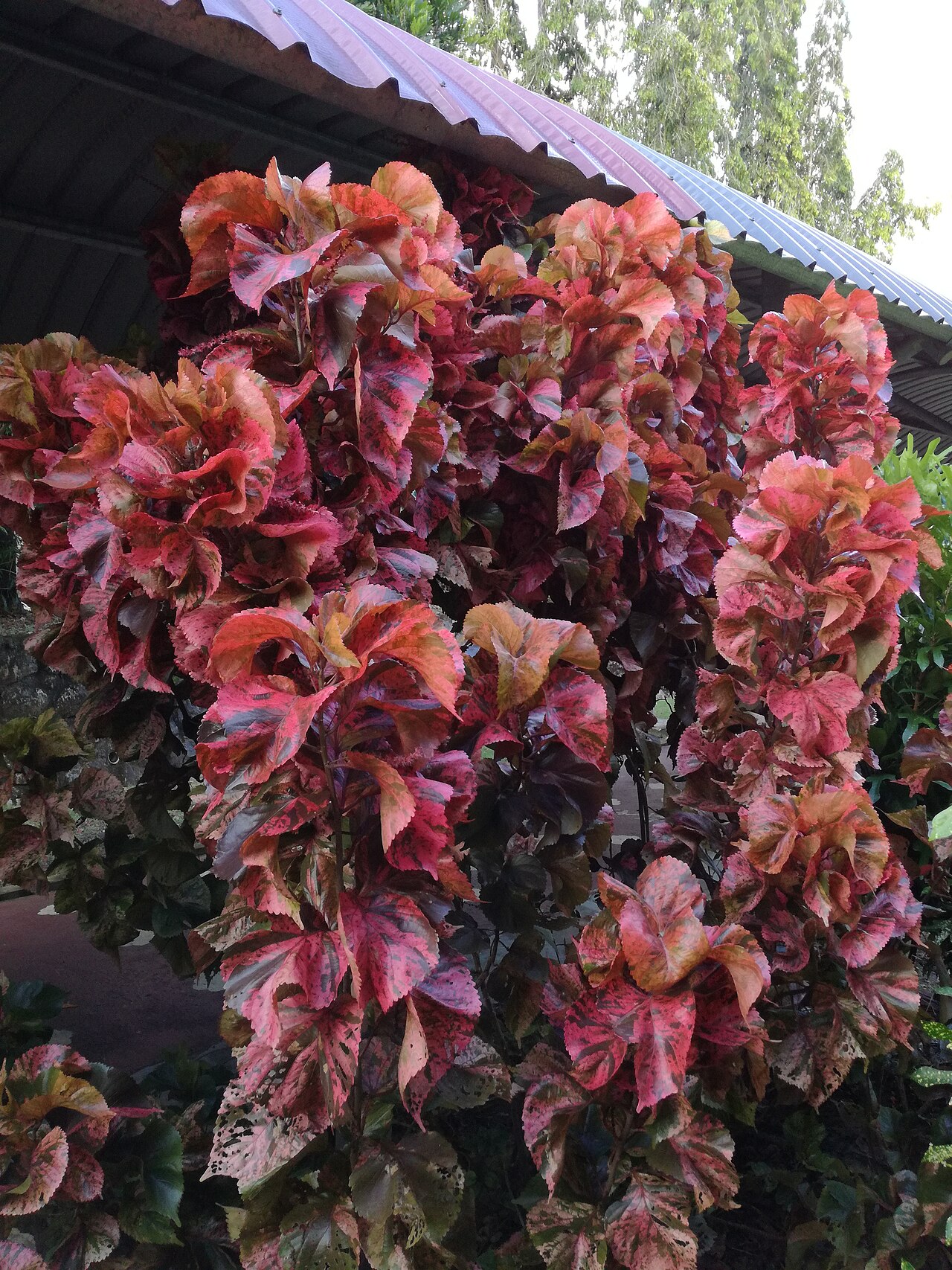 Copperleaf (Acalypha wilkesiana)