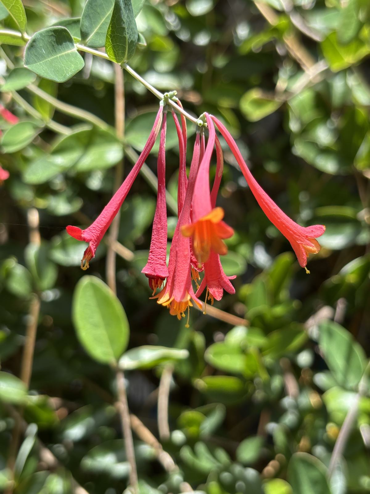 Coral Honeysuckle additional photo