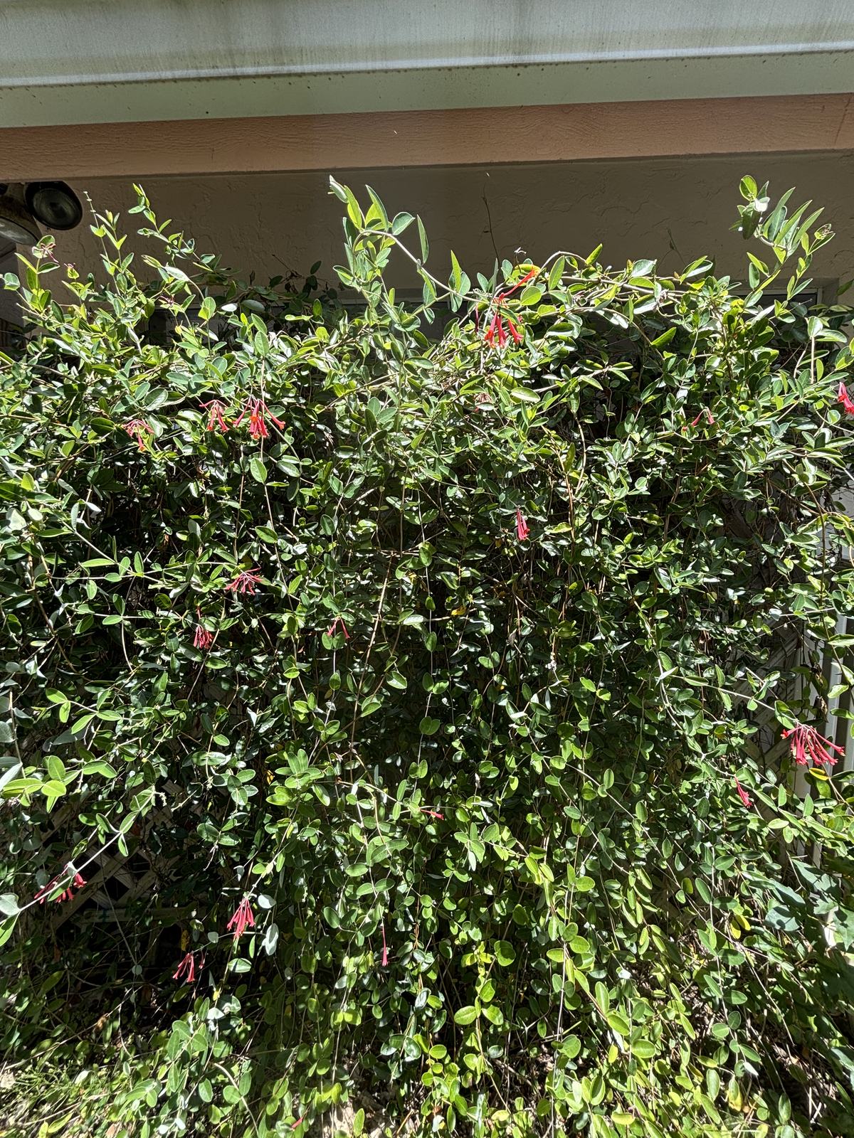 Coral Honeysuckle
