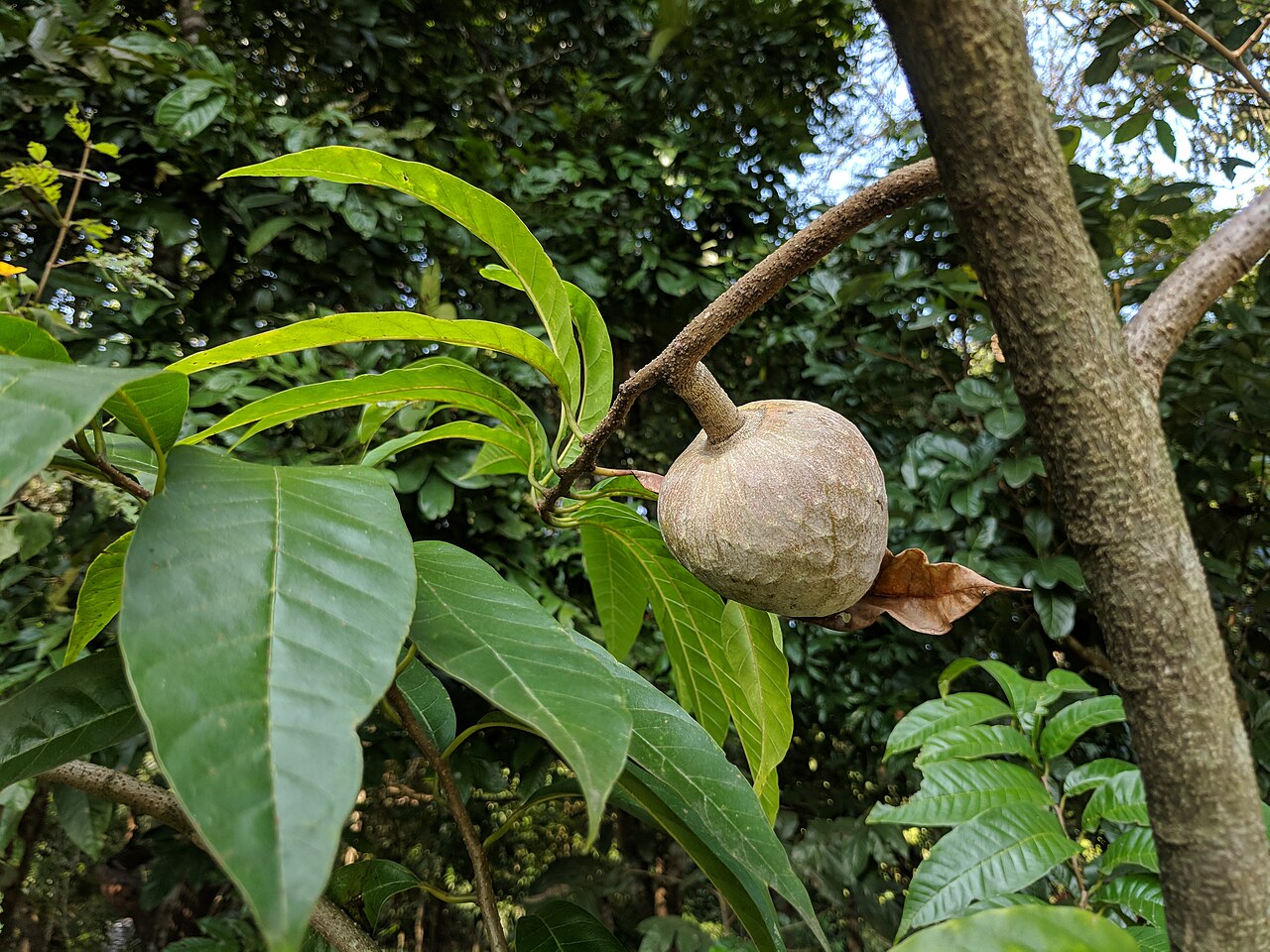 Custard Apple, Annona reticulata
