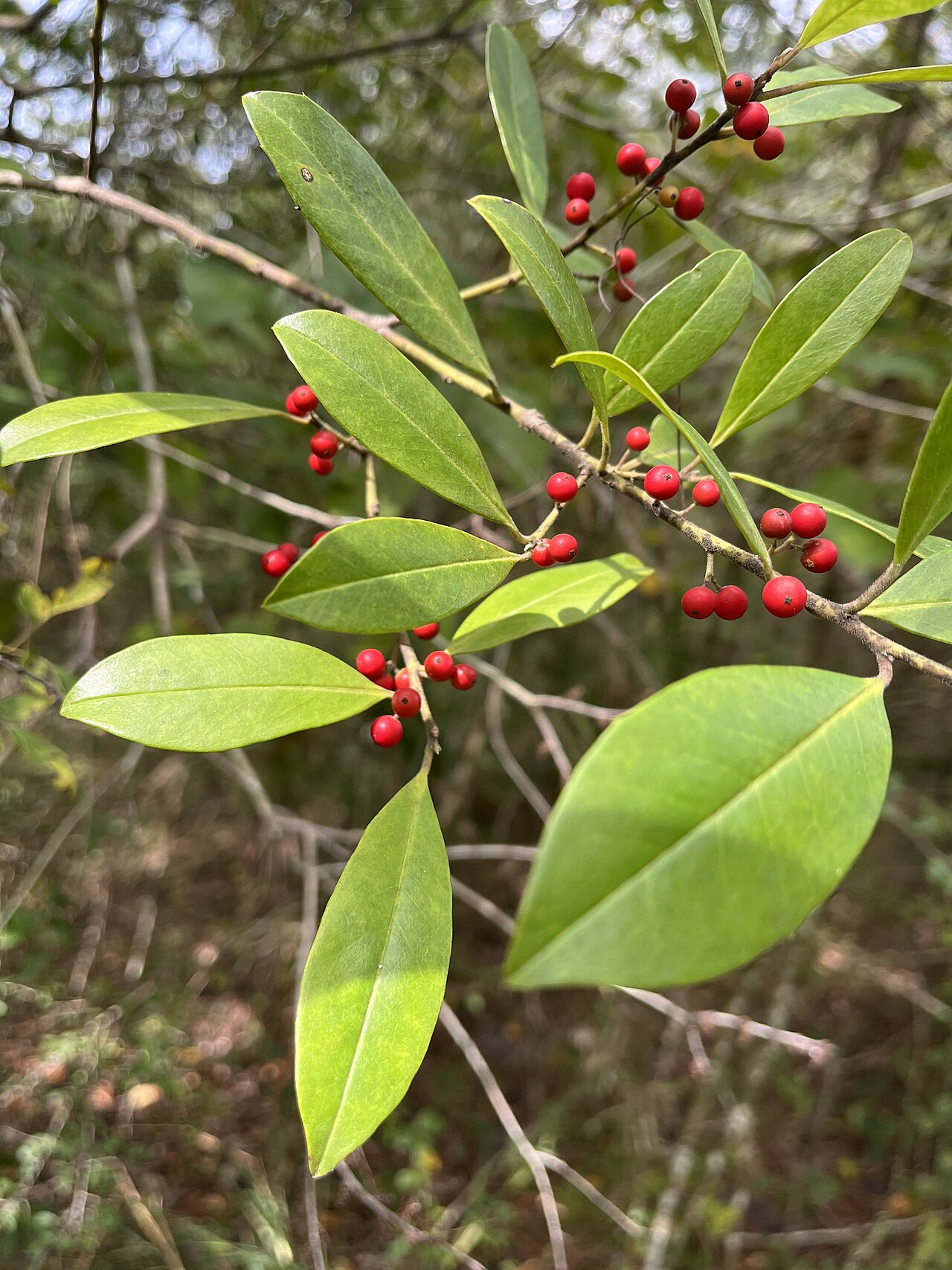 Dahoon Holly, Ilex cassine