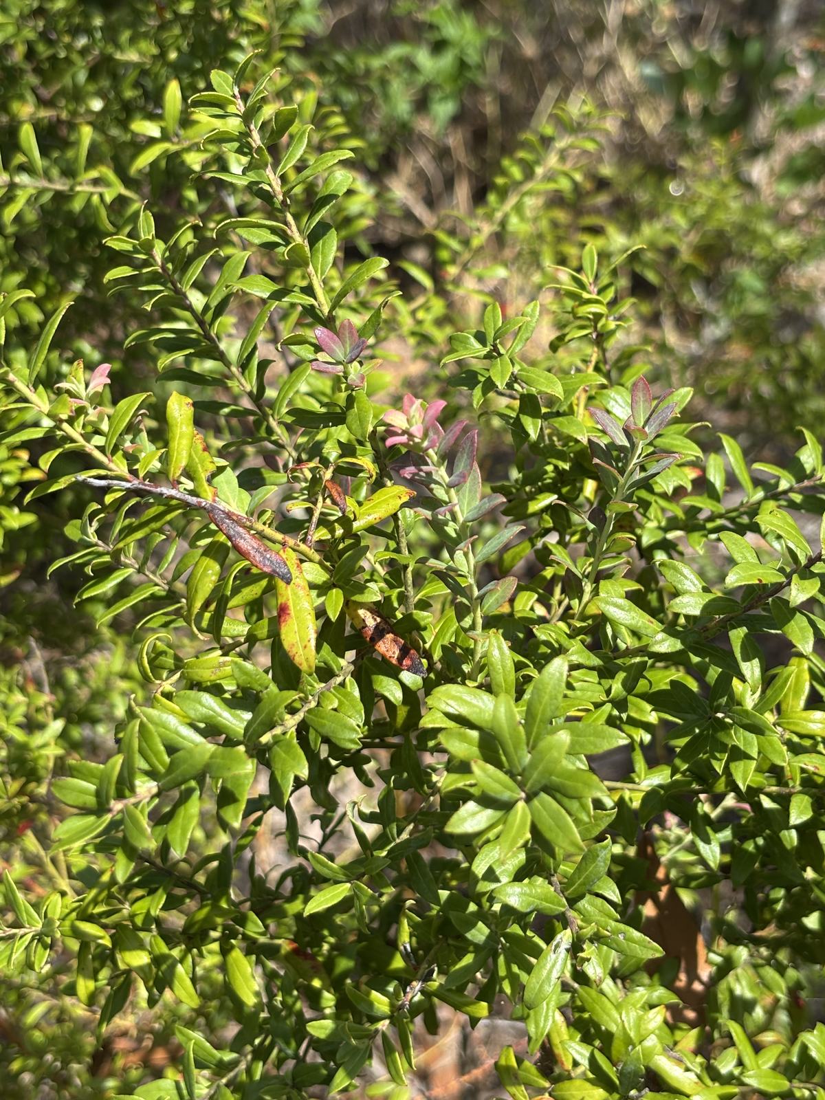 Darrow's Blueberry