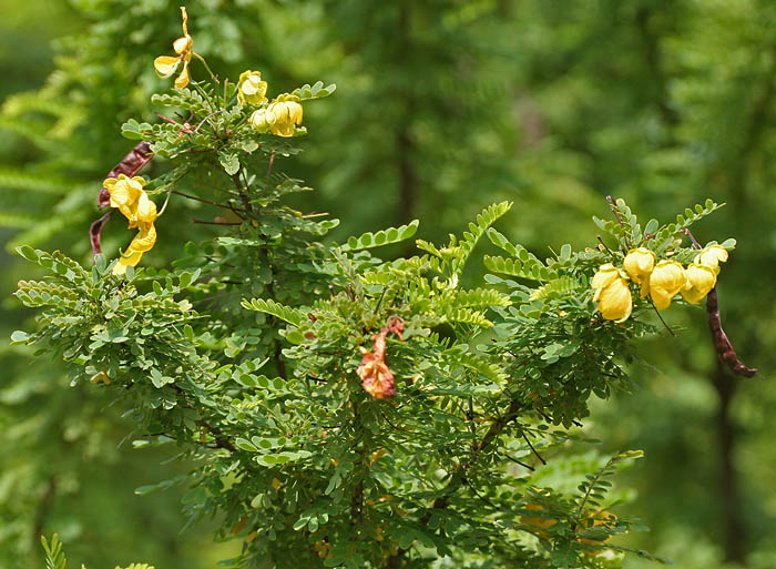 Desert Cassia
