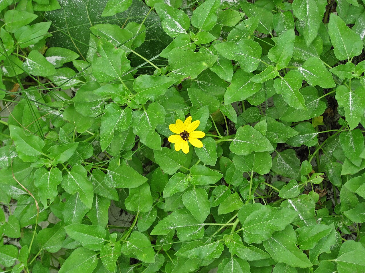 Dune Sunflower