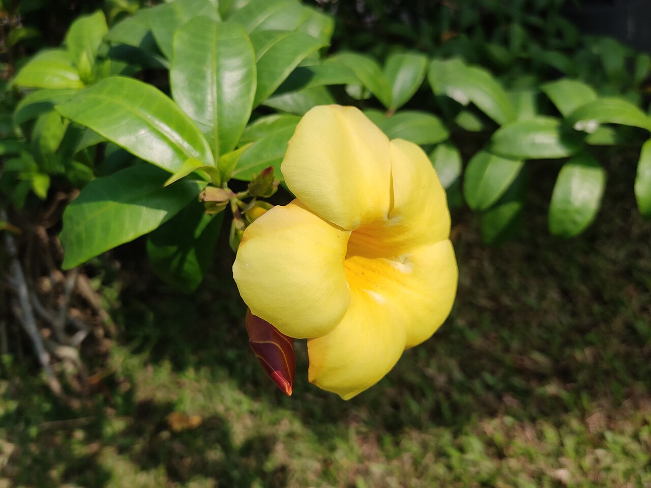 Dwarf Allamanda (Allamanda schottii)