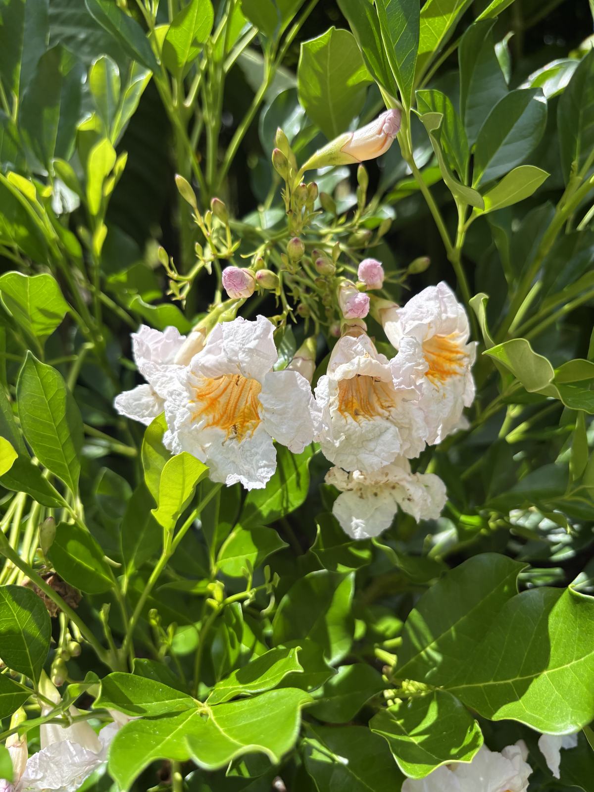 Dwarf Tree Jasmine