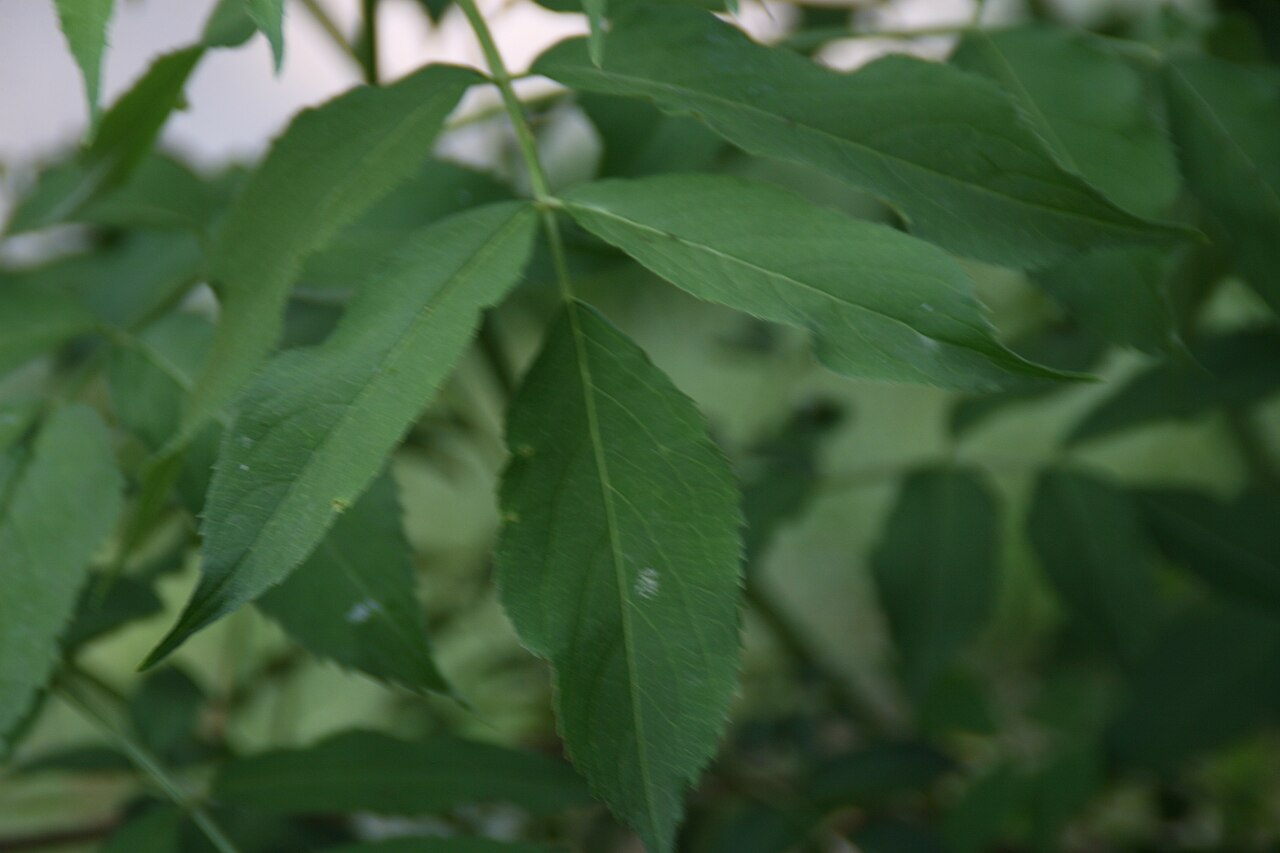 Elderberry, Sambucus canadensis