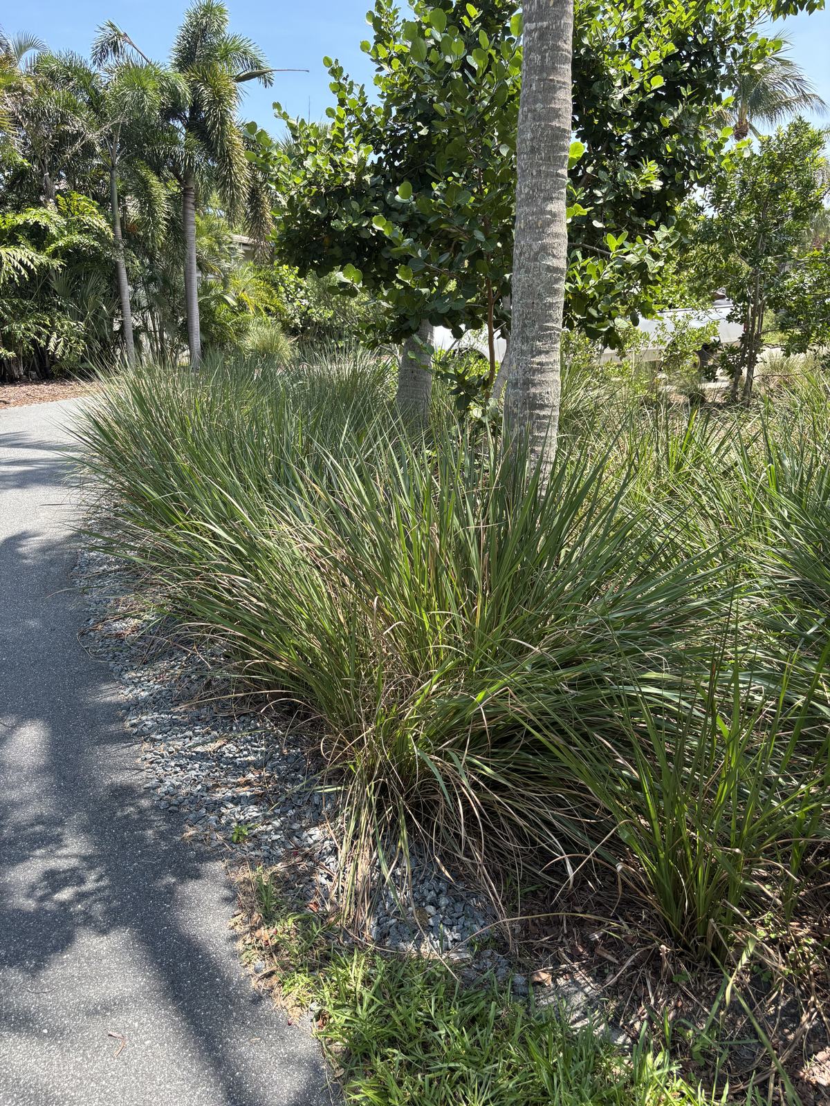 Fakahatchee Grass (Tripsacum dactyloides)