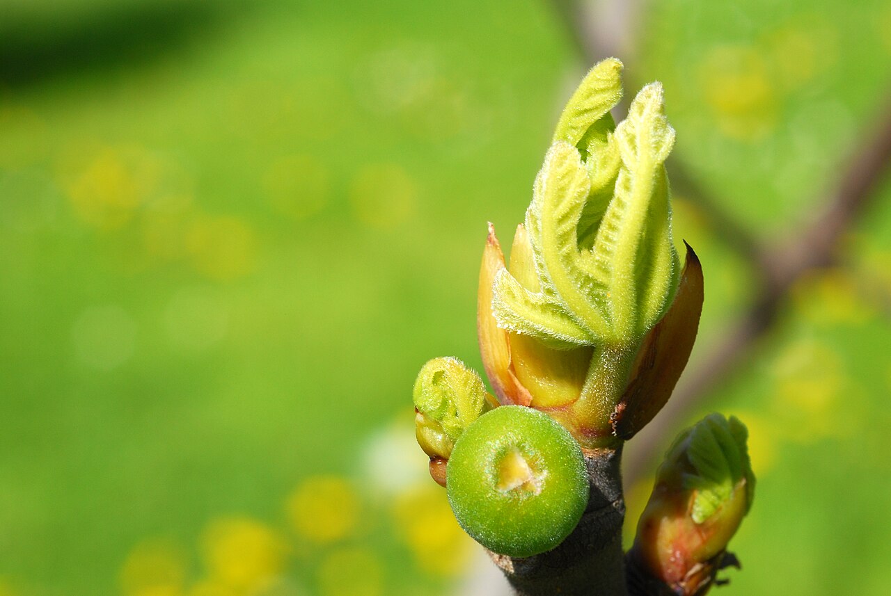 Fig, Ficus carica