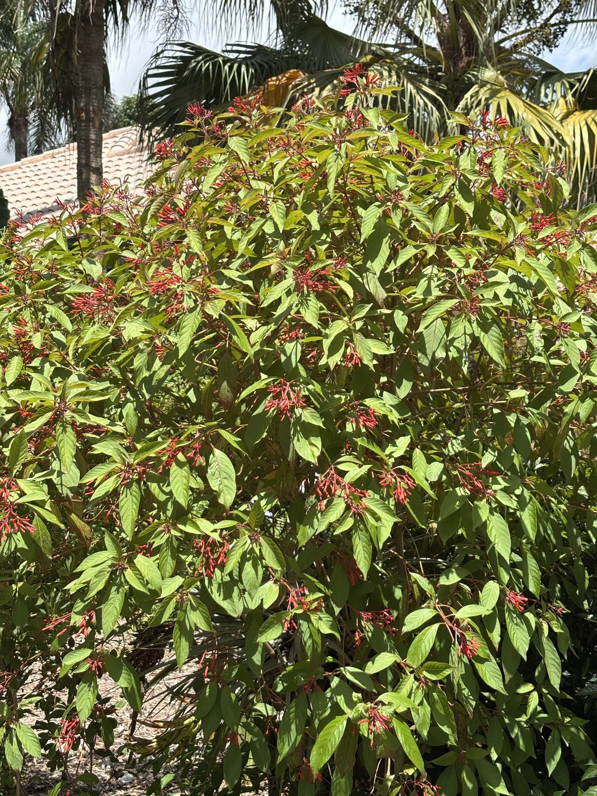 Firebush (Hamelia patens) additional photo